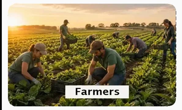 A field crew cutting and crating leaf salad at sunset